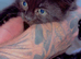 3 beautiful kittens