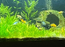 Mollies & Guppies