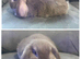 Pure Bred Mini Lops
