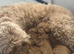Reduced Australian Labradoodle pup (black girl)