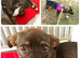 Star for Adoption