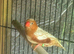Zebra Finches