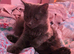 Scottish straight kitten