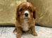 KC reg Champion Bloodline Cavalier King Charles Spaniel Puppies
