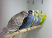 Baby budgies