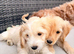 Beautiful cockapoo puppies for sale