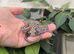 Corn snake