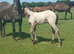 Quarter horse x filly