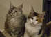 Gorgeous Mainecoons