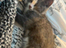 Ready now! Beautiful kittens