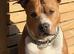 Staffordshire Bull Terrier Puppies ️