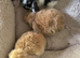 Pure placid mini lop babies