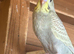 Young Budgies's