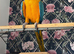 Male blue and gold macaw