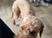 2 year old mix poodle