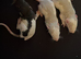 Rat baby boys and girls available 6-10 week old