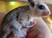 2 beautiful mosaic sugar gliders