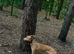 Whippet X Bull Greyhound
