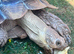 Tortoise