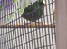 Blue face parrot finches