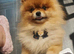 Beautiful Pomeranian Female Puppies Available ️