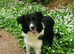 Gorgeous collie pups