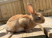 Pure bred mini Rex
