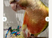 Green Cheeked pineapple conure