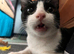 Indoor Rescue Cat Mickey For adoption