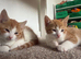 3 ginger male kittens ready to go