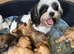 Gorgeous shihpoo pups