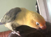 Silly tamed lovebird