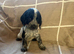 Cocker spaniel Cross show type cocker Spaniel puppies