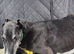 ***FERN RESCUE* 8 YR OLD GREYHOUND FOR ADOPTION***