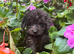 Cockerpoo Babies Ready Now