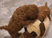 Toy f1b cavapoo puppies