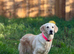 Loving Golden Retriever Looking for a Forever Home