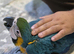Ready Now &ndash; Baby Hand-Reared Super Tame Blue & Gold Macaw &ndash; Warrington