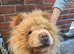 Male Chow Chow