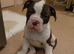 English bulldog puppies