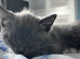 Ragdoll cross kittens