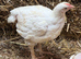 20 Ross meat growers available