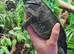 Sailfin Dragon