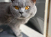 Stunning quality BSH kittens..bundles of joy