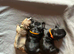 Pedigree French bulldog puppies.