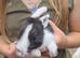 2 Dutch cross boy rabbits