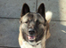 American Akita Puppies