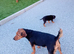 Border lakeland Russell pups