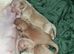 Cream mini dachshunds