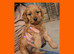 LAST GIRL LEFT 1 x Red Cockapoo Girl For Sale